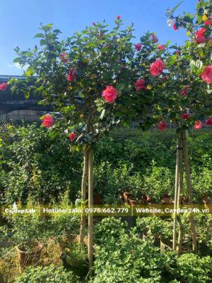 Cây Bông Bụp thoát thân cao 70 - 80cm