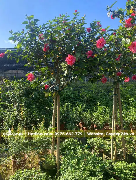 Cây Bông Bụp thoát thân cao 70 - 80cm