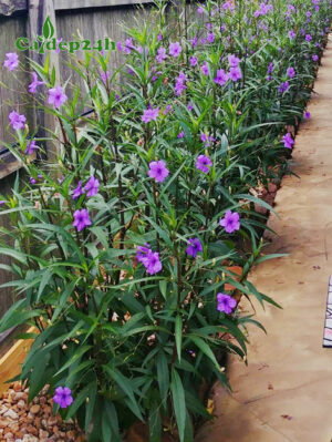 Hàng cây Chiều Tím trồng viền bên cạnh nhà biệt thự