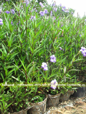 Chọn cây Chiều Tím trưởng thành, chiều cao từ 50 - 60cm