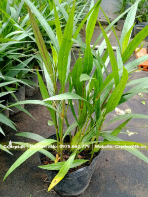 Cây hoa Chiều Tím dáng cao đang nuôi dưỡng tại vườn giống