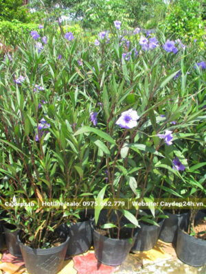 Chiều cao cây khoảng 50 - 60cm, hàng dưỡng bầu tại nhà vườn