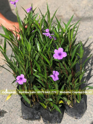 Những bụi cây Chiều Tím trưởng thành dưỡng bầu đang lác đác ra hoa