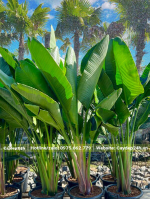 Những chậu cây hoa Thiên Điểu trưởng thành, chiều cao 1m8