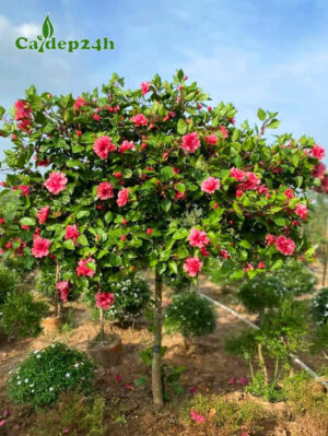 Cây Dâm Bụt hoa hồng, thoát thân cao 60cm