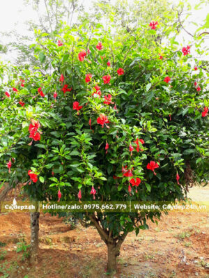 Cây Dâm Bụt đỏ nguyên bản đường kính gốc 8 - 10cm