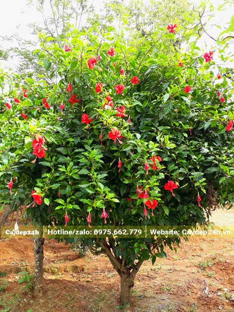 Cây Dâm Bụt đỏ nguyên bản đường kính gốc 8 - 10cm