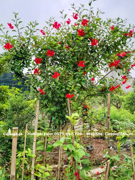 Chậu cây Dâm Bụt đỏ nở hoa đẹp