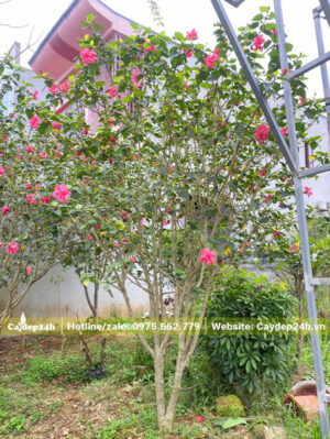 Cây Dâm Bụt cổ thụ chiều cao khoảng 3m