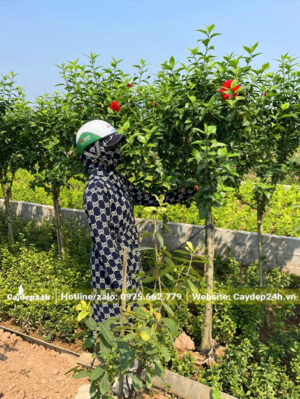 Khách chọn mua cây Dâm Bụt tại vườn