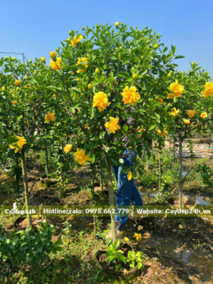 Dâm Bụt vàng tuyển chọn, cây cao gần 2m