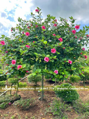 Cây Dâm Bụt hồng thân tree, thoát thân khoảng 50cm