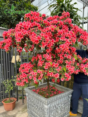 Chậu cây Đỗ Quyên hoa màu hồng cam siêu đẹp, chiều cao hơn 2m