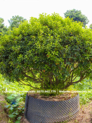 Dưỡng trong bầu nổi cây Đỗ Quyên lâu năm, đường kính gốc hơn 15cm