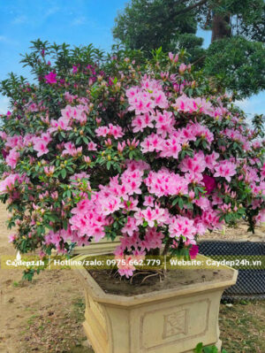 Chậu cây Đỗ Quyên hiện đại có hai màu hoa là hồng và tím