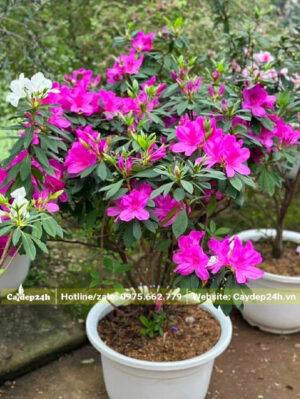 Cây Đỗ Quyên hoa tím kích thước nhỏ