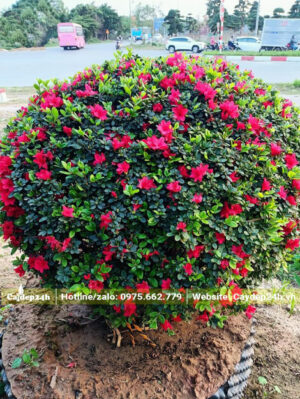 Đỗ Quyên đỏ tỉa tán hình tròn siêu đẹp