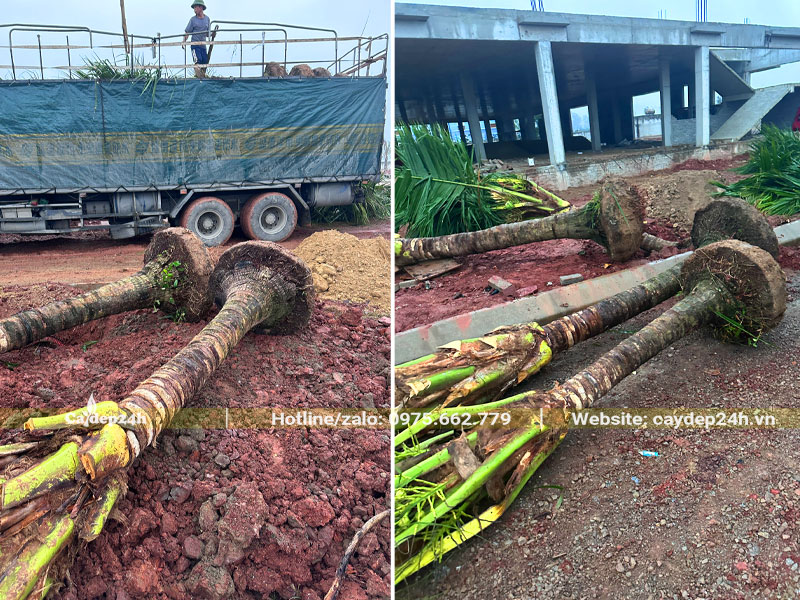 Những cây Dừa lóng cao 1,5 - 2m được hạ từ trên xe đầu kéo xuống vị trí trồng