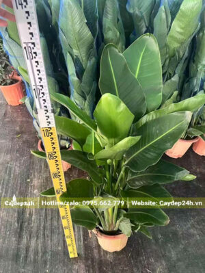 Chiều cao cây hơn 1m tính cả chậu