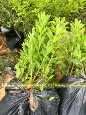 Những cây giống Đỗ Quyên được đóng gói cẩn thận trong túi nilon