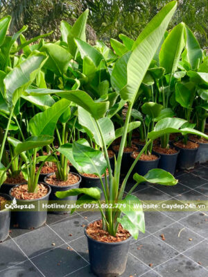 Khu vườn dưỡng số lượng lớn cây hoa Thiên Điểu nhỏ trồng sẵn trong chậu