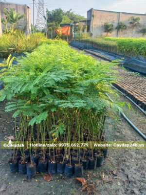 Cây giống Phật Y chiều cao khoảng 50 - 60cm
