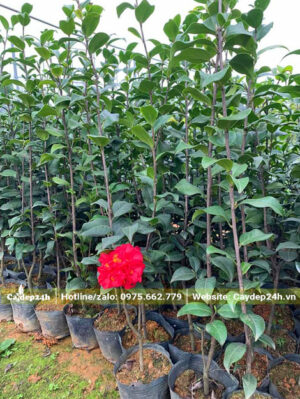 Cây hoa trà giống, loại thâm bát diện đẹp và rực rỡ