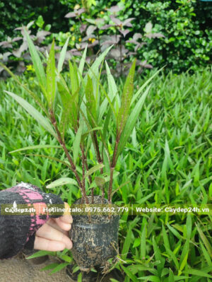 Chiều cao cây khoảng 20cm lá xanh tươi