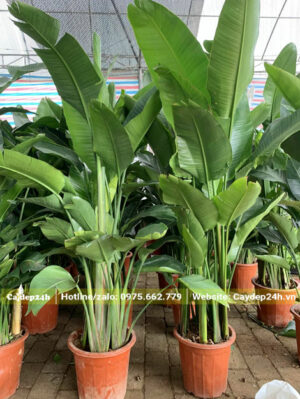 Cây hoa Thiên Điểu trồng chậu cao 2m