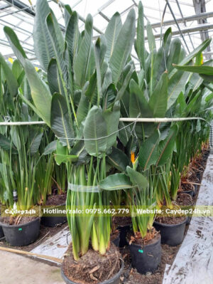 Thiên Điểu lâu năm, chiều cao hơn 2m