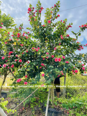 Đường kính tán gần 2m, cây Dâm Bụt hồng thân tree đẹp