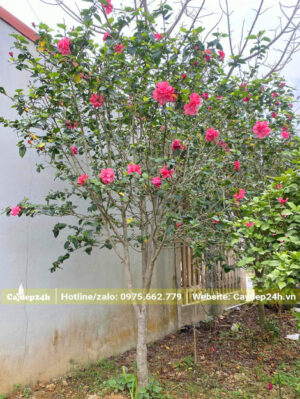 Cây Dâm Bụt lâu năm cao gần 3m