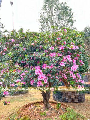 Cây Đỗ Quyên cổ thụ đường kính gốc 7 - 9cm, dưỡng lâu năm trong bầu nổi