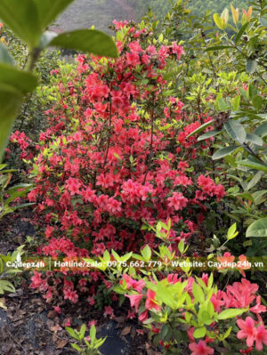 Khu vườn trồng cây Đỗ Quyên hoa màu hồng cam