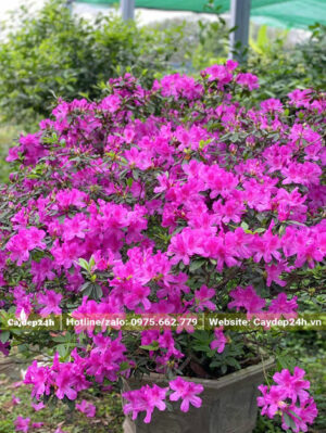 Cây Đỗ Quyên tím cao gần 1m, trồng trong chậu từ nhỏ
