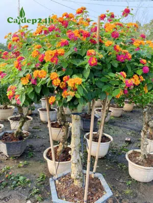 Cây hoa Ngũ Sắc đẹp, thân tree, thoát thân cao 70cm