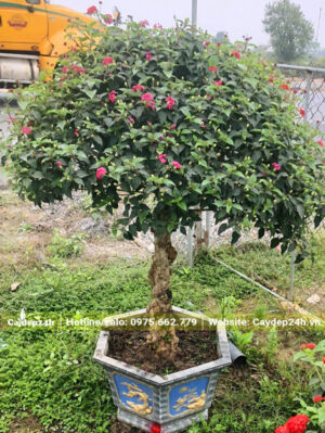 Cây hoa Ngũ Sắc miền Bắc đường kính thân khoảng 8 - 10cm