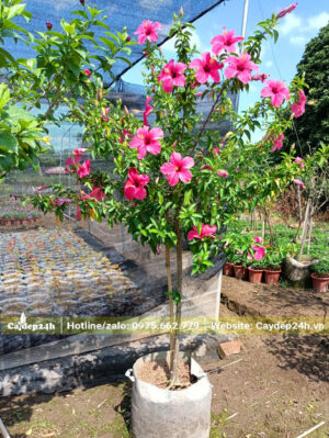 Dâm Bụt đơn hoa màu hồng đậm