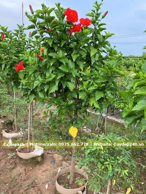 Dâm Bụt đỏ dâm ủ trong bầu