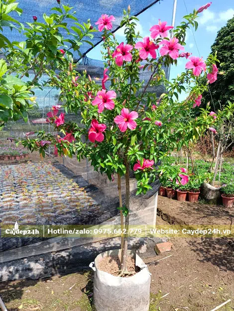 Dâm Bụt đơn hoa màu hồng đậm