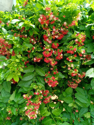 Cây Sử Quân Tử thân leo, hoa đỏ đẹp