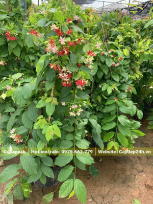 Nhà vườn trồng và nuôi dưỡng số lượng lớn cây Sử Quân Tử cao 1m5