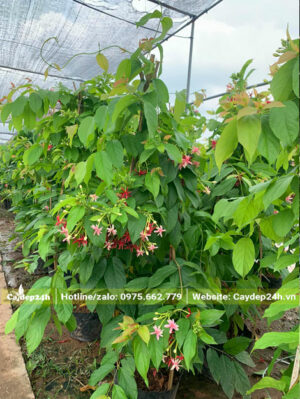 Sử Quân Tử leo giàn. hàng dưỡng bầu từ nhỏ, chiều cao 1.5 - 2m