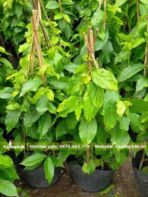 Cây giống hoa Sử Quân Tử leo giàn