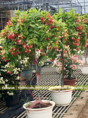 Sử Quân Tử thân tree, dáng đẹp, chiều cao hơn 1m