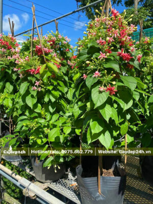 Hàng dưỡng thuần bầu, chiều cao hơn 1m