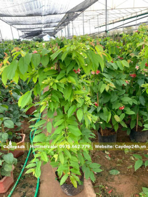 Dưỡng cây hoa leo Sử Quân Tử trong nhà vườn có mái che bằng lưới