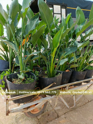 Thiên Điểu thuần chậu, cao 60cm