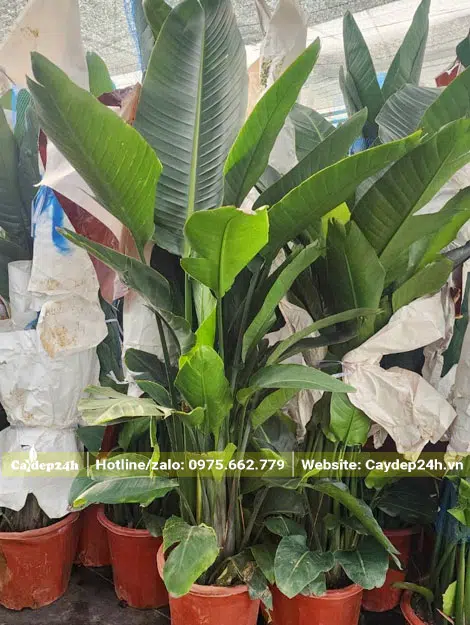 Bó cành lá của cây hoa Thiên Điểu cao 1.5m