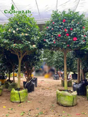 Cây hoa trà lâu năm thoát thân 1m2, đường kính thân 7cm